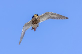 Ruff (Calidris pugnax) territorial male in breeding plumage in flight against blue sky in spring,