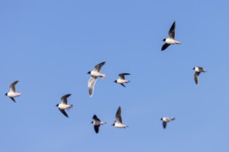 Flock of little gulls (Hydrocoloeus minutus) in breeding plumage flying against blue sky in spring