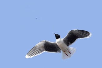 Flying little gull (Hydrocoloeus minutus, Larus minutus) adult in summer plumage catching mayfly in