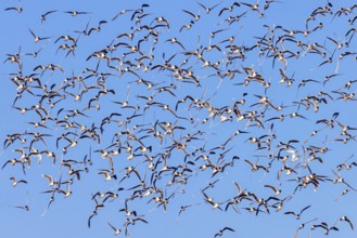 Huge flock of little gulls (Hydrocoloeus minutus) in breeding plumage flying against blue sky in