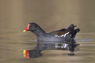 Eurasian common moorhen, waterhen (Gallinula chloropus) adult swimming in pond in spring