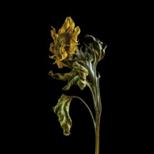 Dried sunflower reveals intricate details against dark background highlighting beauty of decay