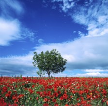 A stunning field of red poppies stretches across the landscape in Auvergne, France, with a lone