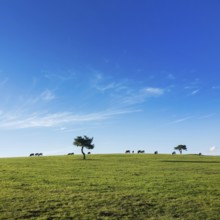 Cows graze peacefully on lush green pastureland in Puy de Dome. A few trees dot the landscape under