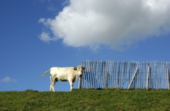 Cow happily rubs its head against a wooden fence while standing on a grassy slope. The bright blue