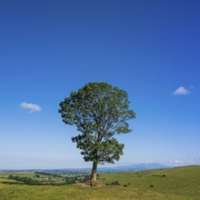 A solitary tree rises majestically against the backdrop of the serene Cantal landscape in Auvergne,