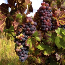 Bunches of ripe grapes dangle from vines in a picturesque French vineyard. The foliage showcases