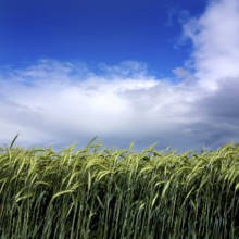 A thriving field of barley stretches across the Limagne plain, gently swaying in the wind. The sky