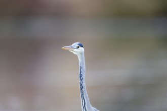 Grey heron (Ardea cinerea) Germany