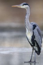 Grey heron (Ardea cinerea) Germany