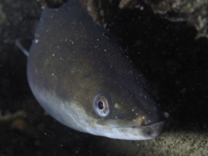 Close-up of European eel (Anguilla anguilla) hiding under water, dive site Zollbrücke, Rheinau,