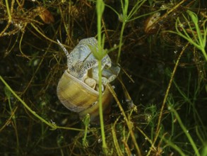 A river cover snail, Viviparus viviparus, on a carpet of aquatic plants with a complex pattern.