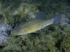 A fish, tench (Tinca tinca), swims in a natural environment with aquatic plants and algae. Dive