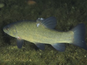 A green fish, tench (Tinca tinca), swims underwater and shows its fins in full splendour. Dive site