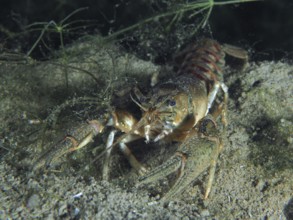 An American crayfish (Faxonius limosus), invasive species, shows its claws on a sandy bottom. Dive
