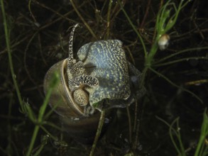 A river snail, Viviparus viviparus, crawls along a plant under water. Dive site Wildsau, Berlingen,