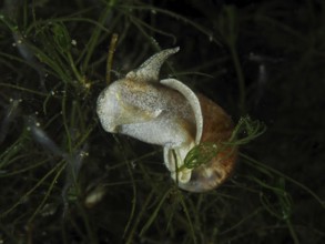 A river snail, Viviparus viviparus, moves slowly past aquatic plants. Dive site Wildsau, Berlingen,