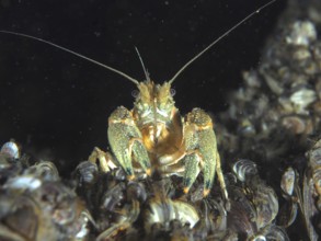 Crayfish (Faxonius limosus), American crayfish, invasive species with antennae between mussels,