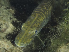 Close-up of pike (Esox lucius) between aquatic plants. Dive site Zollbrücke, Rheinau, Canton