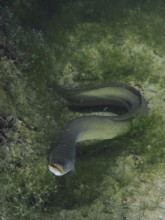 A European eel (Anguilla anguilla) swims between green algae on the bottom. Dive site Klosterinsel,