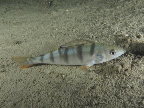 A striped fish, river perch (Perca fluviatilis), lies calmly on the sandy bottom. Dive site