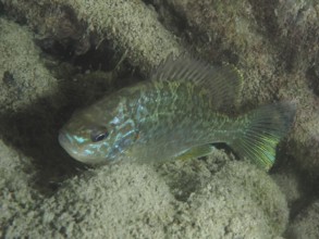 A pumpkinseed sunfish (Lepomis gibbosus), invasive species, hides between the rocks in the water.