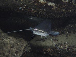 A catfish (Silurus glanis), Waller, hiding in a dark environment under rocks and shells, dive site