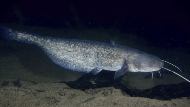 A large catfish (Silurus glanis), Waller, swimming in dark water during the night. Dive site