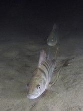 Two striped fish, river perch (Perca fluviatilis), swimming in the murky water above the sand. Dive