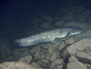 A catfish (Silurus glanis), Waller, lies on rocky ground in a calm underwater landscape at night.