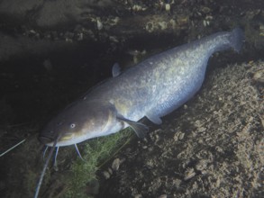 A large catfish (Silurus glanis), Waller, rests between stones in a calm underwater environment.