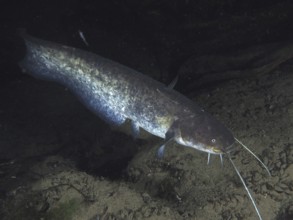 A catfish (Silurus glanis), Waller, swims at night in a dark and rocky underwater area. Dive site