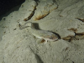 A burbot (Lota lota) lies on a sandy bottom in a calm underwater landscape with rocks. Dive site