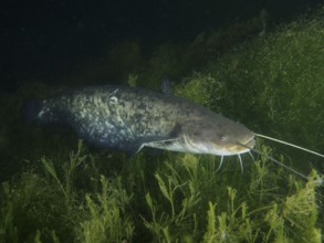 A large catfish (Silurus glanis), Waller, swimming at night through dense underwater plants, dive