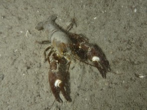 Signal crayfish (Pacifastacus leniusculus), American crayfish, invasive species, with large claws