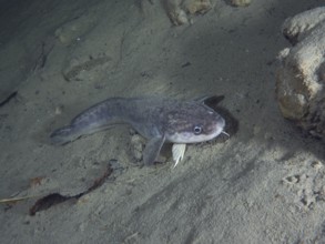 Grey fish, burbot, burbot (Lota lota), rudd, lies calmly on the sandy bottom in a quiet underwater