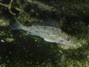 A ruffe (Gymnocephalus cernua) swims underwater in an environment with algae and a green background
