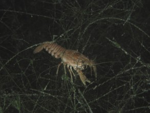 An American crayfish (Faxonius limosus), invasive species, moves in the dark, tangled water world.