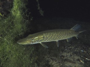 Pike (Esox lucius) swims elegantly along dense aquatic plants. Dive site Zollbrücke, Rheinau,