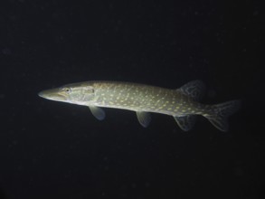 A pike (Esox lucius) moves gracefully in the dark underwater world. Dive site Zollbrücke, Rheinau,