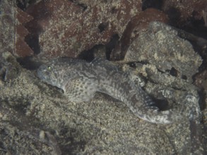 A bullhead, bullhead, snouthead, western bullhead, bullhead, millhead (Cottus Gobio), bullhead,