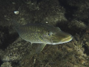 A pike (Esox lucius) glides over the sandy ground
