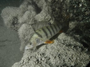 A perch (Perca fluviatilis) rests on a rock in the murky water. Dive site Terlinden, Küsnacht, Lake