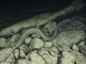 A European eel (Anguilla anguilla) wriggling over a rocky, dark substrate, Zollbrücke dive site,