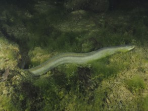 A European eel (Anguilla anguilla) meanders through an algae-rich environment in the water. Dive