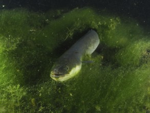 A European eel (Anguilla anguilla) looks out of a dense algae hiding place into the dark water.