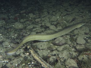 A European eel (Anguilla anguilla) moves over a sandy, stony substrate. Dive site Zollbrücke,