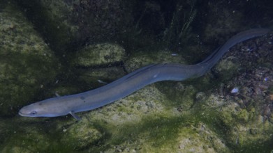 A European eel (Anguilla anguilla) glides over a rocky bottom covered with green algae. Dive site