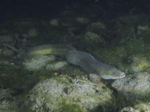 A European eel (Anguilla anguilla) swims near the bottom between stones and algae in the dark water