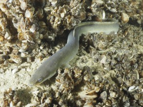 A European eel (Anguilla anguilla) lies in the middle of a mussel bank of quagga mussels (Dreissena